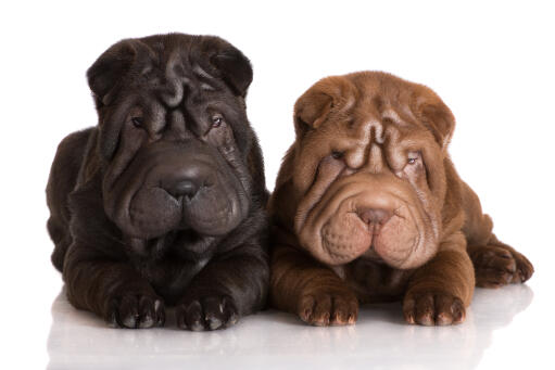 Two lovely young Chinese Shar Peis enjoying each others company