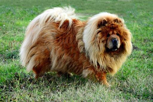 A beautiful, adult Chow Chow enjoying some exercise on the grass