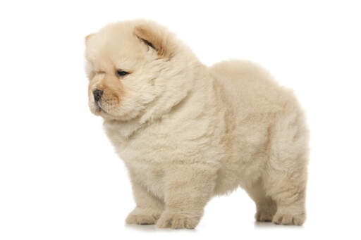 Chow Chow Dogs | Dog Breeds