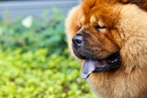 A chow chow online