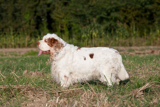 A healthy adult Clumber Spaniel with a long, thick coat