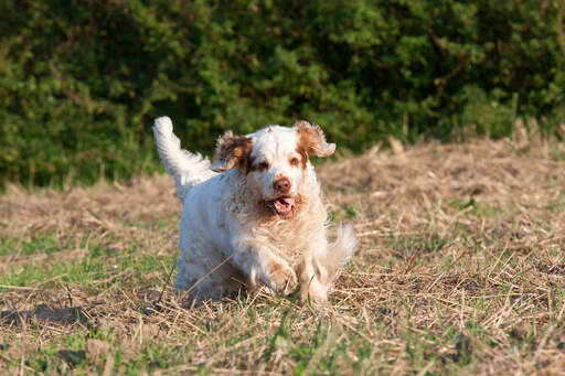 Clumber spaniel best sale poodle mix