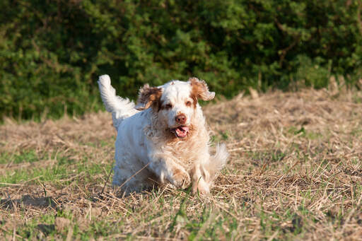 A lovely Clumber Spaniel enjoying some exercise outside