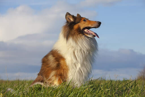 Beautiful collie 2025