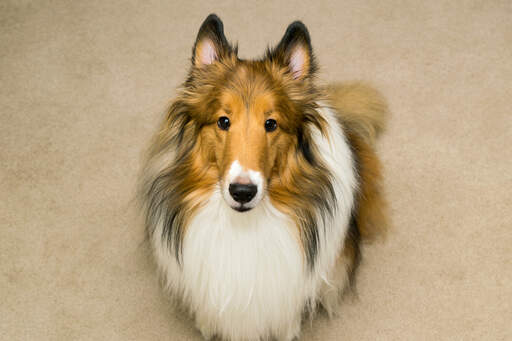 An intelligent adult Collie sitting patiently, waiting for a command