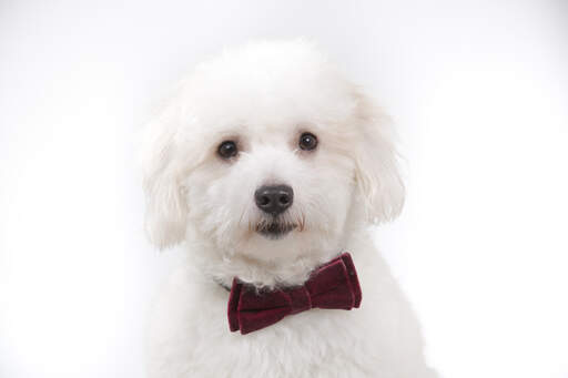 A beautiful Coton De Tulear in a bow tie