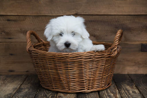 A lovely young Coton De Tulear in a basket