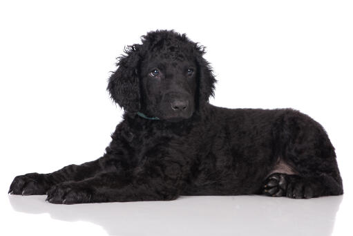 A beautiful, young black Curly Coated Retriever lying down