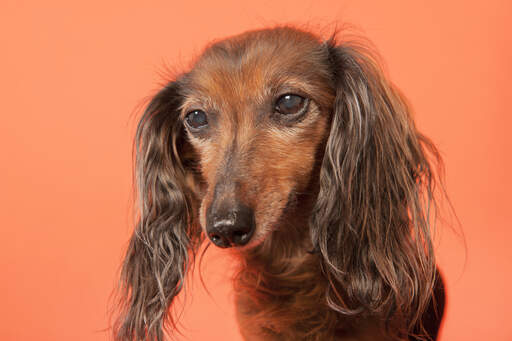 A close up of a Dachshund's beautiful long, soft ears