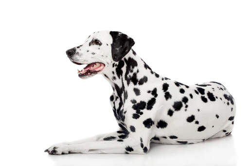 An adult Dalmatian with a very typical spot pattern