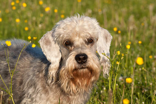 Puddockswell dandie shop dinmonts