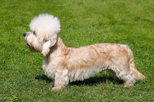 A beautiful, little Dandie Dinmont Terrier showing off its long body