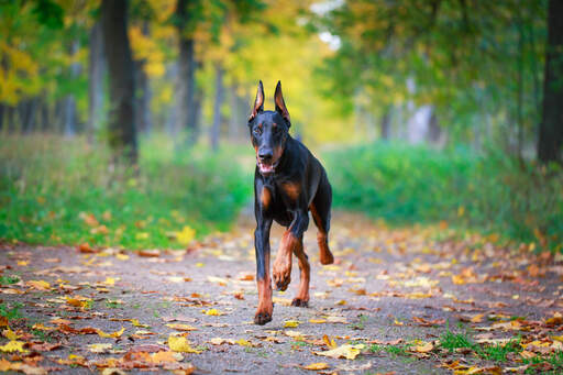 A healthy, adult Doberman Pinscher bounding toward's it's owner