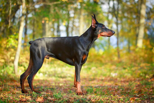 Italian doberman sale