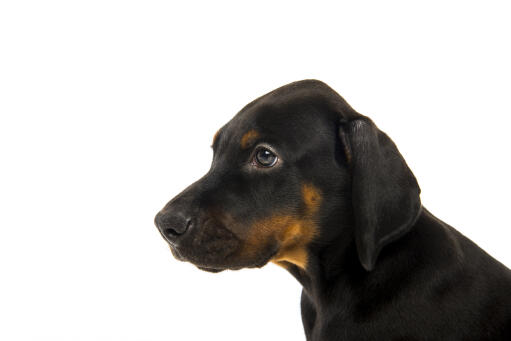 A young Doberman Pinscher puppy's floppy ears