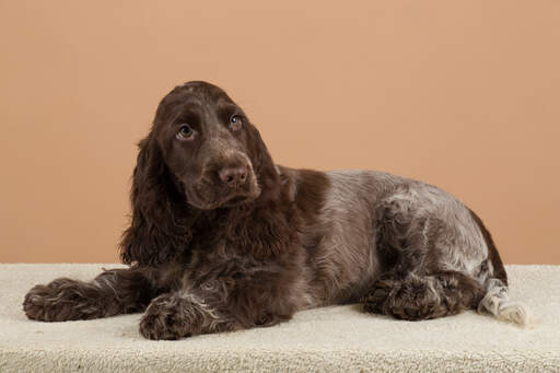 A wonderful chocolate coated English Cocker Spaniel lying down