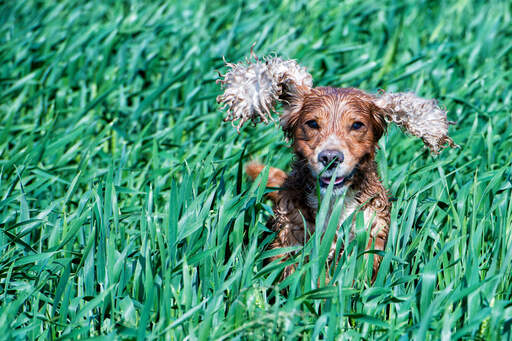 An English Cocker Spaniel bounding through the tall grass