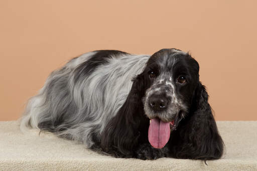 An English Cocker Spaniel with a lovely, long, black and white coat