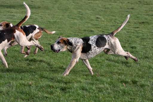 Foxhound running hot sale