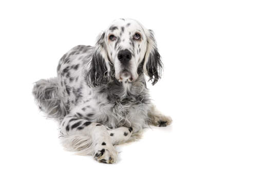 A mature adult English Setter with a lovely, thick, black and white coat