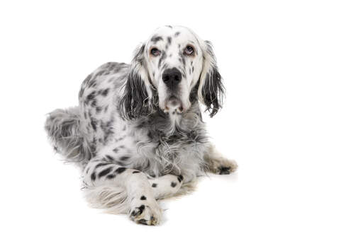 how to house train a english setter puppy