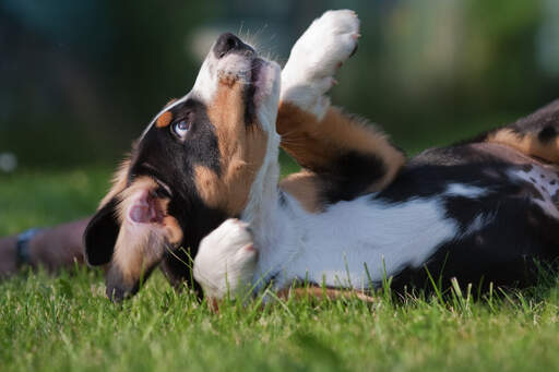 A beautiful little Entlebucher Mountain Dog puppy