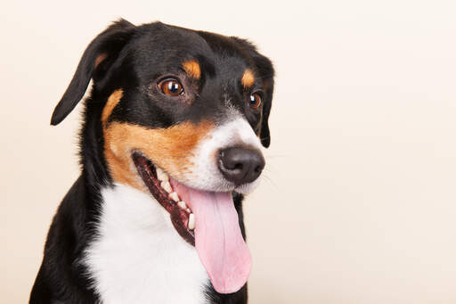 Beagle entlebucher mix top