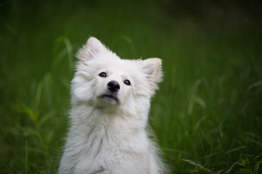 A beautiful Finnish Lapphund with a thick soft white coat