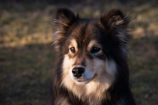 A close up of a Finnish Lapphund's beautiful short nose and soft coat