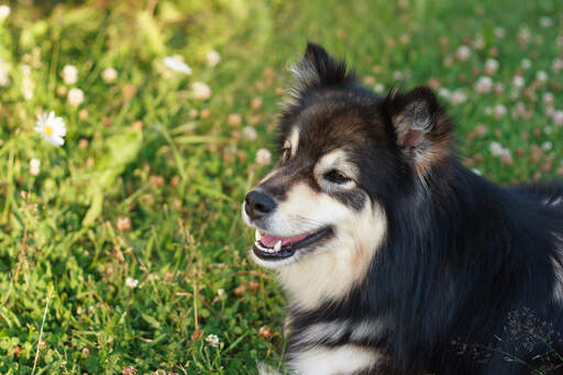 A close up of a Finnish Lapphund's wonderful pointed ears