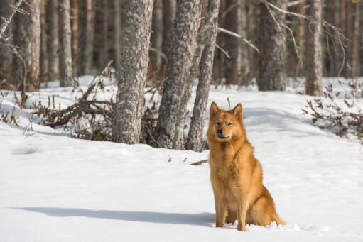 A Finnish Spitz sitting patiently in the snow, waiting for a command