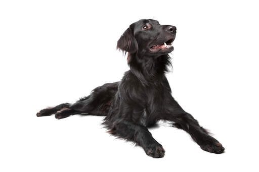 Flat coated retriever poodle mix clearance