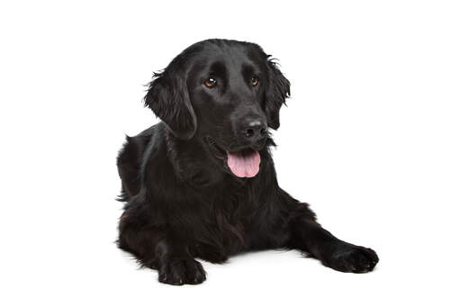 A young adult Flat Coated Retriever with a thick, soft coat