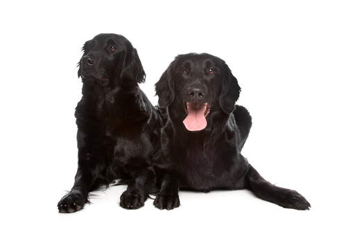 Flat coat retriever top cross labrador puppies