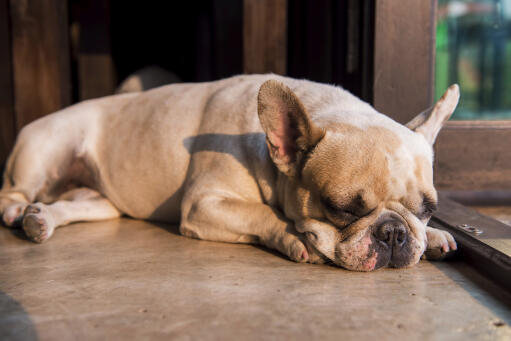 A lovely, little French Bulldog getting some rest