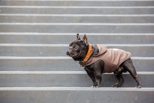 An adult French Bulldog standing tall on some steps
