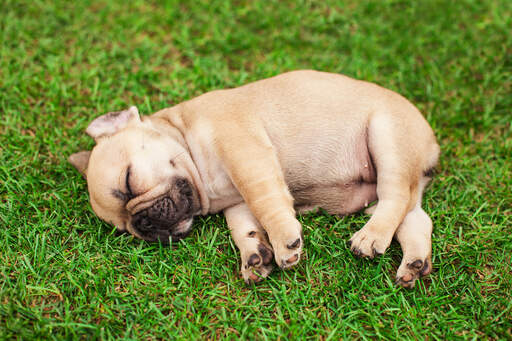 Little top french bulldogs