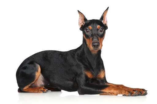 A lovely young German Pinscher lying down ready for a command