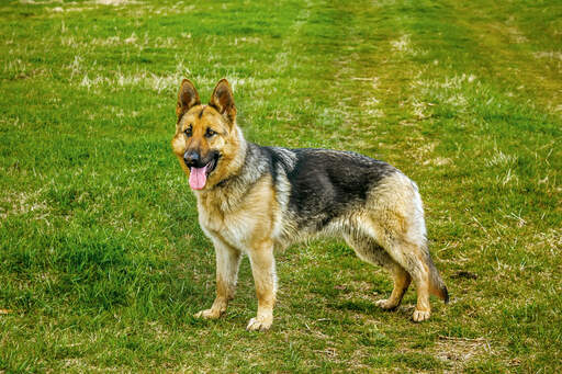 A healthy adult German Shepherd standing tall, waiting for a command