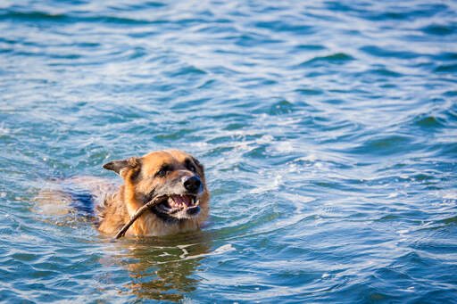 A wonderful German Shepherd fetching a stick from the water