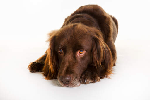 a beautiful german longhaired pointer with amber eyes