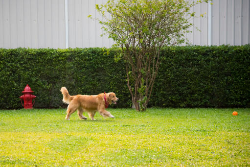 A healthy adult Golden Retriever playing with it's ball in the garden