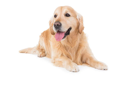 A mature Golden Retriever with a lovely, well groomed coat