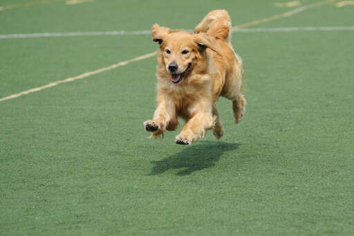 A wonderful adult Golden Retriever running at full pace