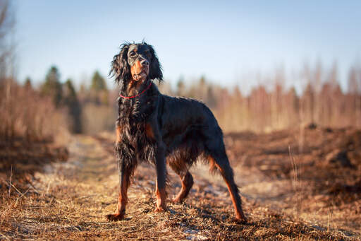 A Gordon Setter standing tall, showing off it's incredible physique