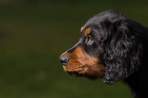 A close up of a Gordon Setter puppy's beautiful eyes and soft ears