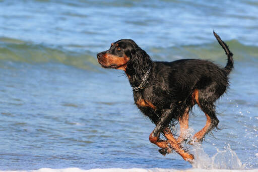 A lovely adult Gordon Setter bounding through the water