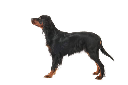 A young Gordon Setter puppy's beautiful tall, long body