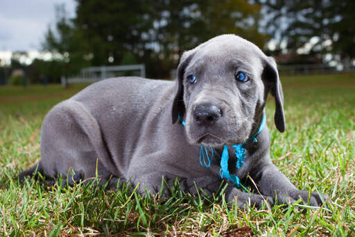Grey great best sale dane puppy