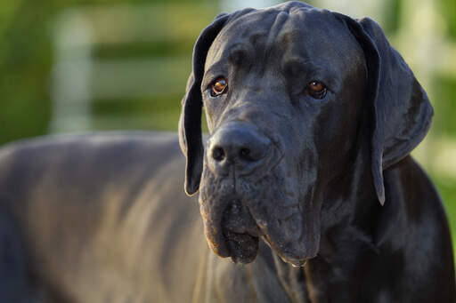 A close up of a Great Dane's lovely, thick, black coat